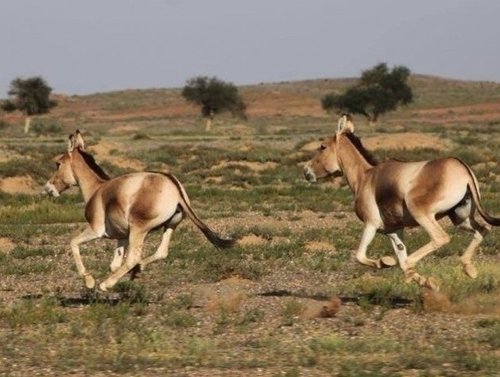 Хулан агнасан иргэнийг шалгаж байна